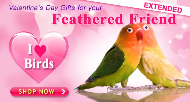 Valentine's Day Gifts for your Feathered Friend